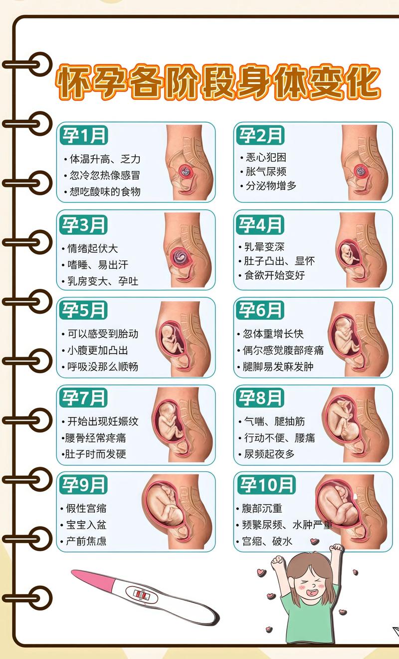 揭秘供卵代孕妈妈怀孕小腹分两节，孕期变化的奥秘晋中代生机构: